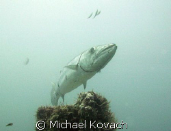 Great Barracuda off Fort Lauderdale by Michael Kovach 